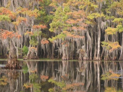 Reflection Of Trees In Calm Water
