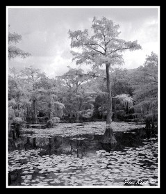 Black And White Photo Depicting Tall Trees Reflected In A Serene Swamp