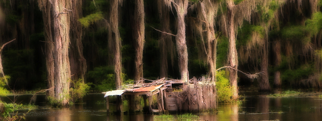A Solitary, Rustic Shack Is Situated In A Swamp