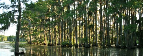 A Serene Swamp Scene Featuring Trees Surrounding A Central Body Of Water