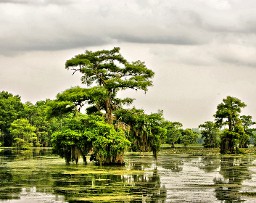 A Cloudy Day Over A Swamp Featuring Trees And Still Water