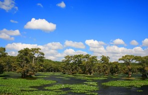 A Serene Swamp Scene Featuring Lush Water Lilies And Tall Trees