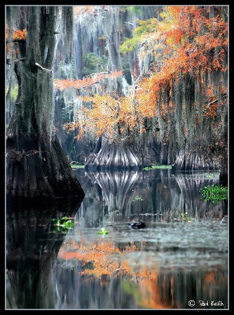 A Serene Swamp Scene Featuring Trees And Calm Water In The Background