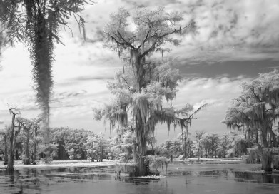 Black And White Photo Depicting Tall Trees