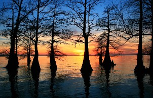Cypress Trees Silhouetted Against A Vibrant Sunset
